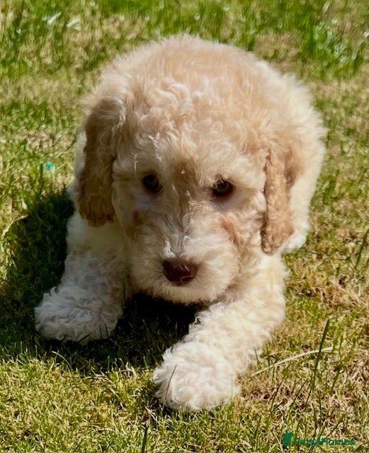 Labradoodle dogs READY NOW! Labradoodles F1b Health tested parents  - Advert 2