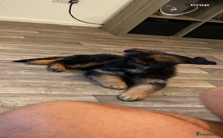 German Shepherd dogs - Advert 1