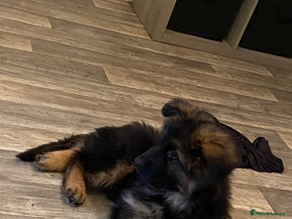 German Shepherd dogs for sale - Advert 1