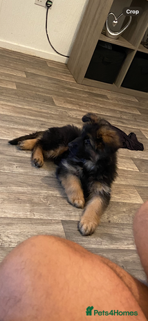 German Shepherd dogs - Advert 1