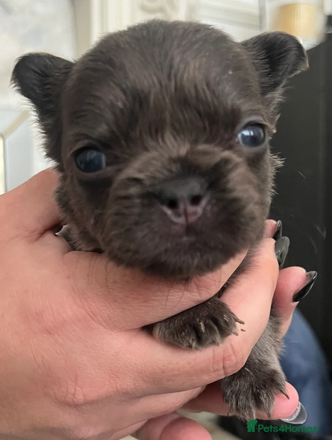 French Bulldog dogs for sale: Beautiful french bulldog - Advert 1