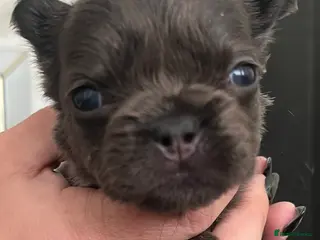 French Bulldog dogs Beautiful french bulldog - Advert 4