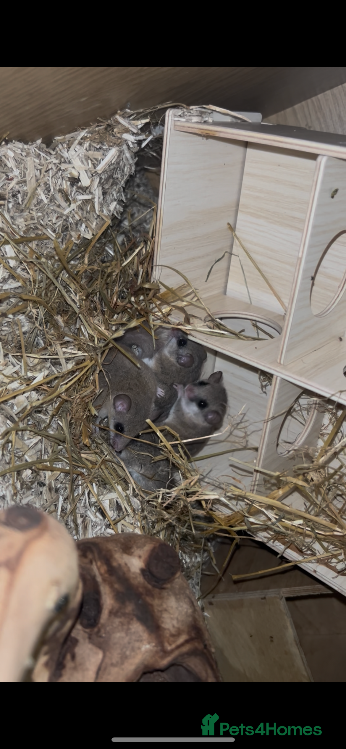 Mouse rodents African Pygmy Dormice Colony + setup  - Advert 1