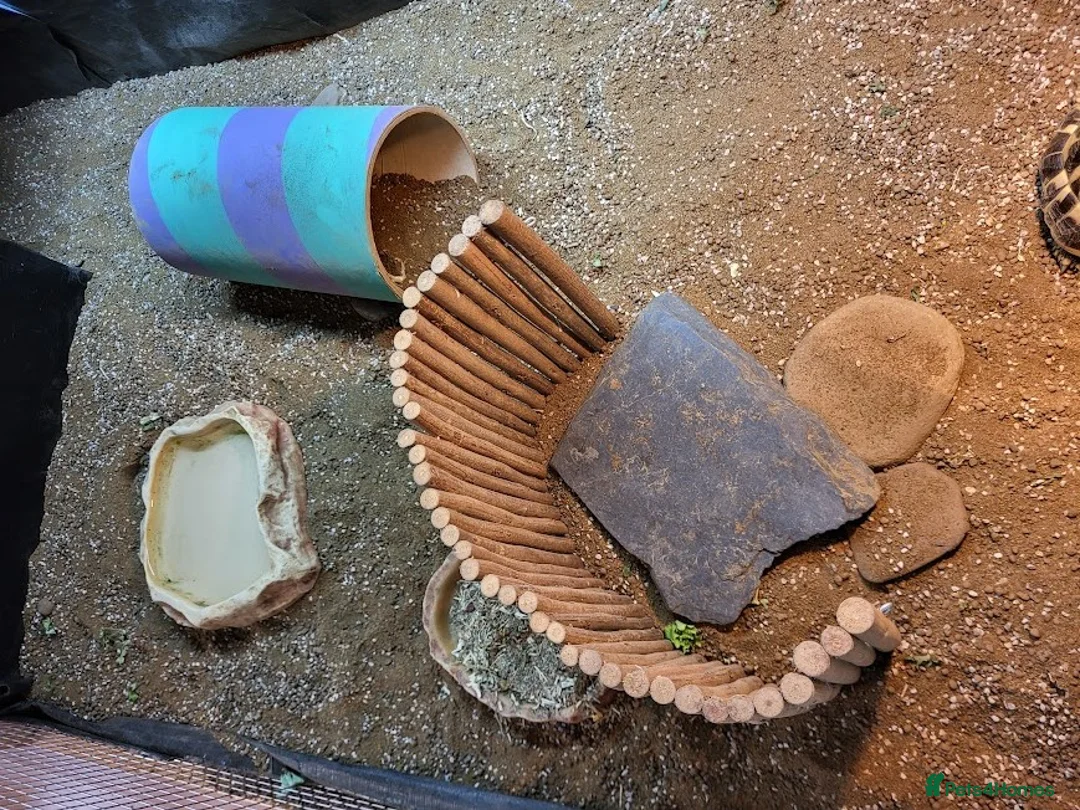 Tortoise reptiles for sale: Hermann Tortoise for Sale in Middlesbrough - Advert 2