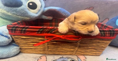 Maltipoo dogs - Advert 7