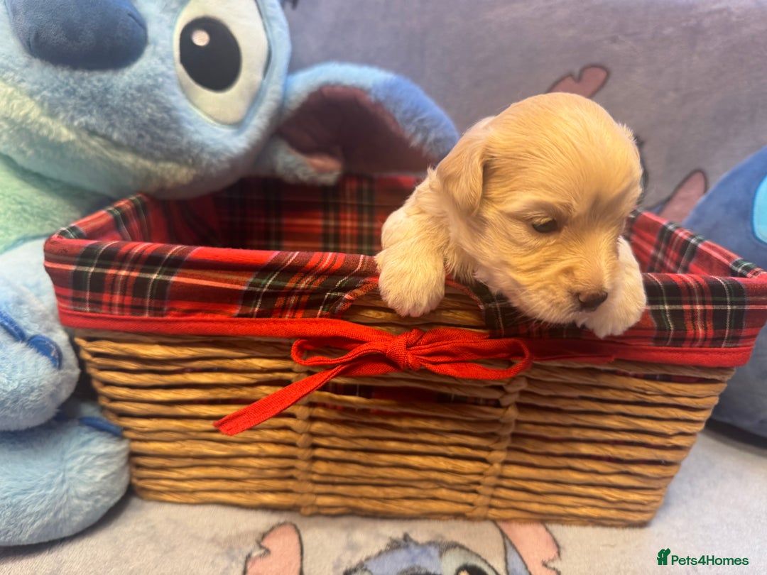 Maltipoo dogs for sale: Fluffballs of Joy 🐾💛 ready to melt your heart! - Image 2