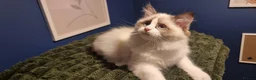 Ragdoll cats for sale: A very rare litter of kittens.  - Advert 19