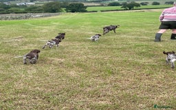 German Shorthaired Pointer dogs for sale: German shorthaired pointer boys and girls  - Image 26