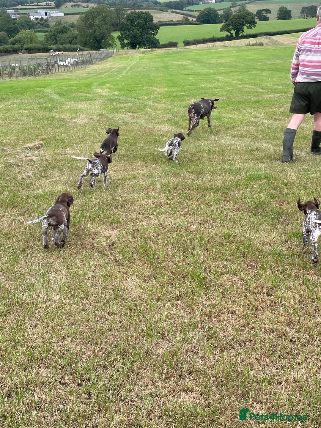German Shorthaired Pointer dogs for sale: German shorthaired pointer boys and girls  - Image 26