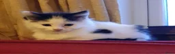 Mixed Breed cats for sale: Adorable bundles of mischief and joy in Tiverton - Advert 6
