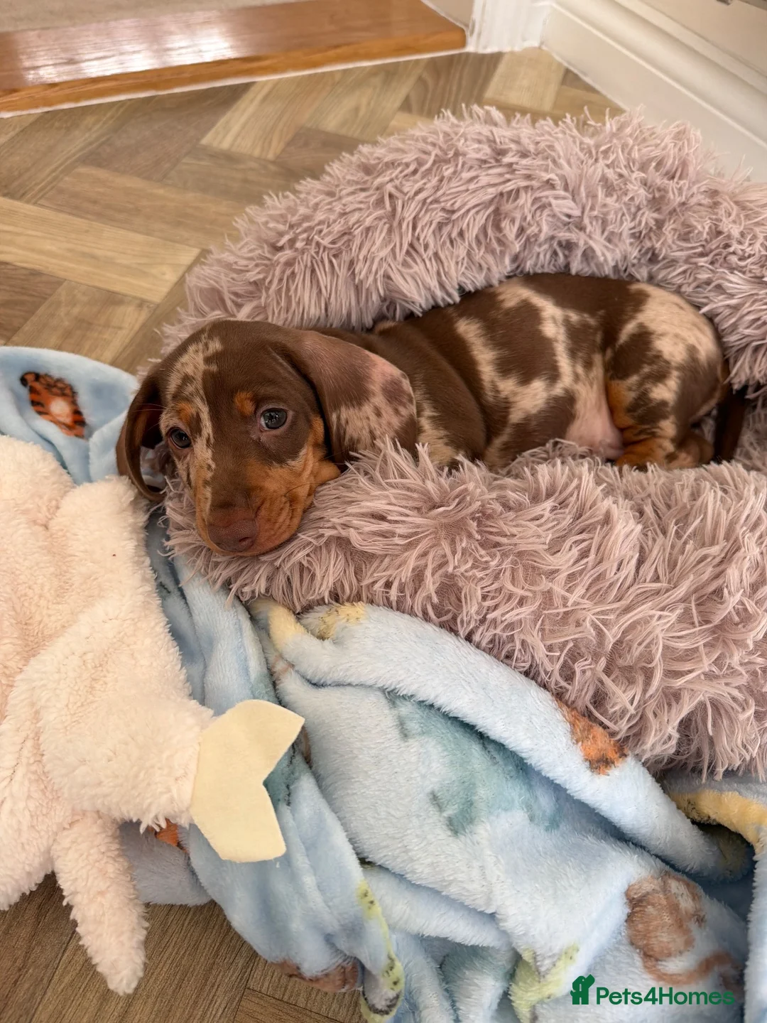 Miniature Dachshund dogs for sale: x1 Dapple for sale  - Advert 3