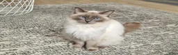 Ragdoll cats for sale: 🐾 Gorgeous Ragdoll Kittens 🐾 - Advert 1