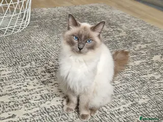 Ragdoll cats 🐾 Gorgeous Ragdoll Kittens 🐾 - Advert 2