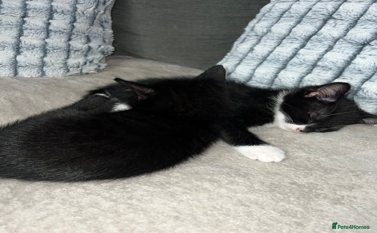 Domestic Shorthair cats - Advert 2