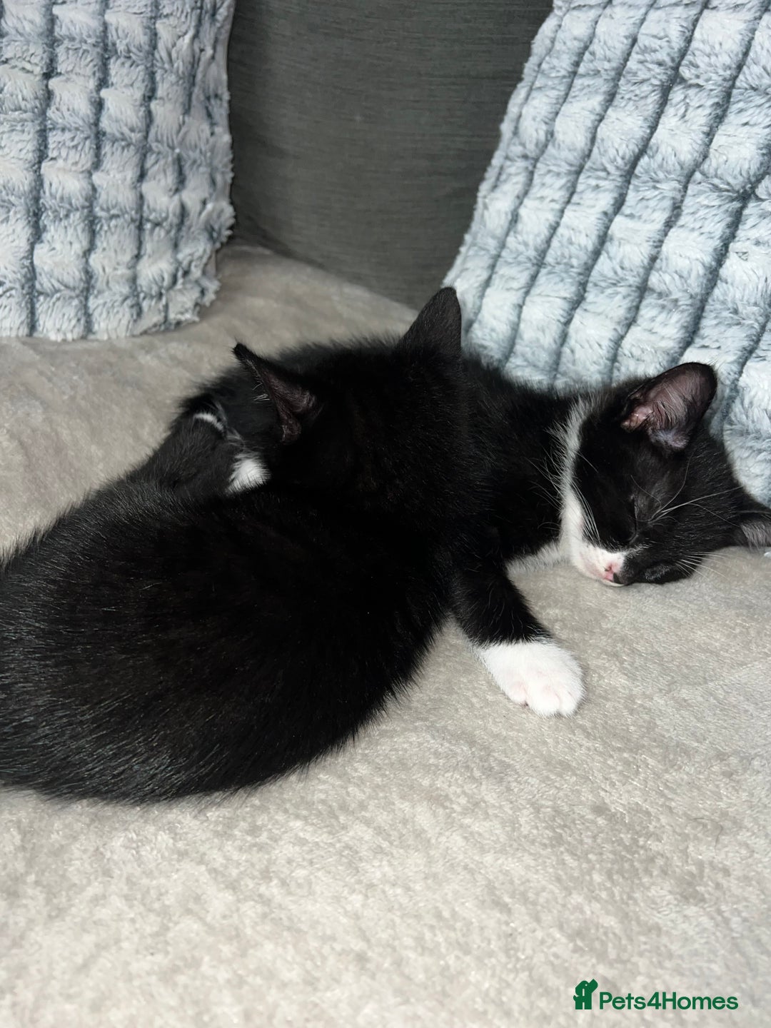 Domestic Shorthair cats for sale: Beautiful kittens looking for forever homes🩷💙🐾 - Image 1