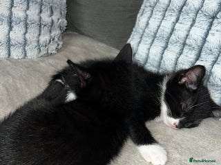 Domestic Shorthair cats - Advert 21