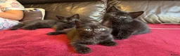 Mixed Breed cats for sale: Kittens for sale  in Grays - Advert 3