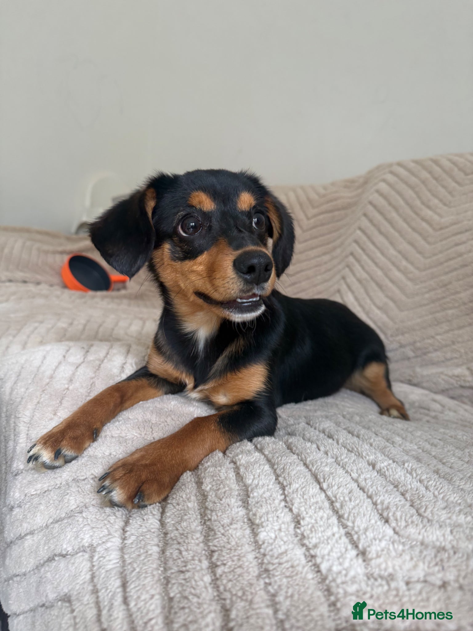 Mixed Breed dogs 7 month old miniature dachshund x - Advert 8