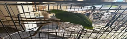 Parrots birds for sale: Fully tamed yellow naped Amazon parrot  - Advert 4