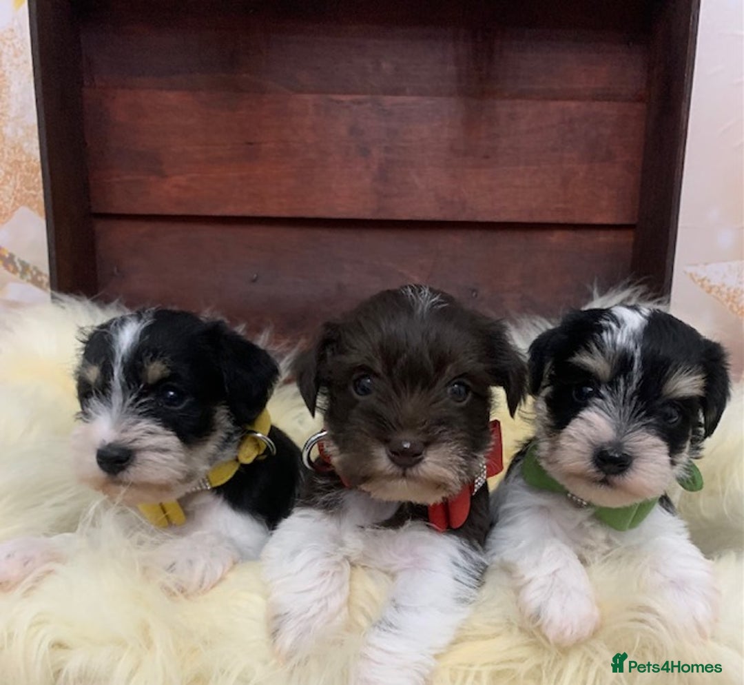 Miniature Schnauzer dogs for sale: 5* LICENSED. KC MINI ( TOY) SCHNAUZER LITTER - Advert 4