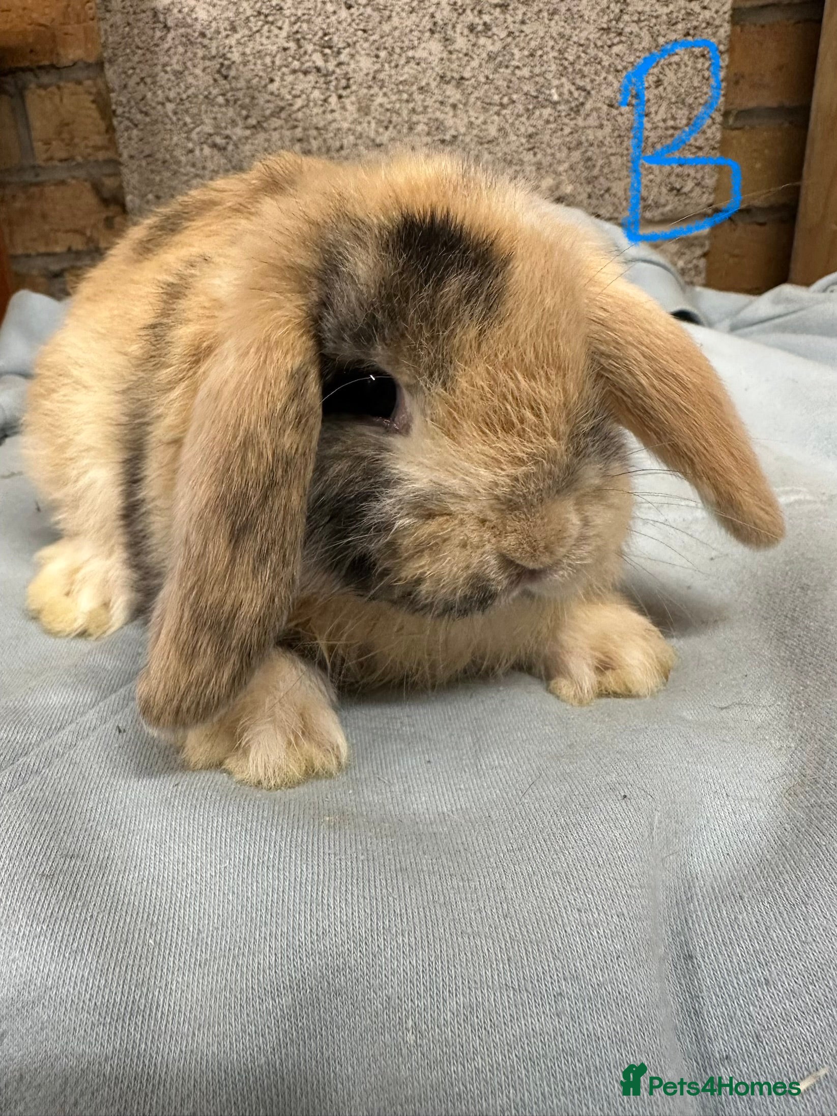 Mini Lop rabbits Mini Lop Rabbits For Sale  - Advert 6