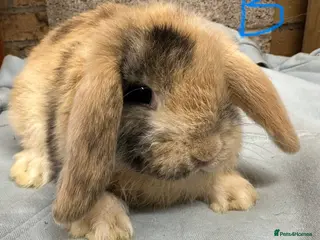 Mini Lop rabbits Mini Lop Rabbits For Sale - Advert 3