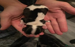 Cavalier King Charles Spaniel dogs for sale: King Charles cavalier puppies - Image 10