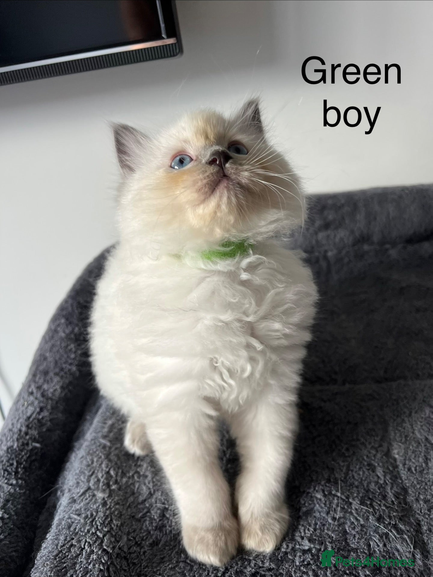 Ragdoll cats Gorgeous Bluepoint Ragdoll Kittens(boy remaining) - Advert 12