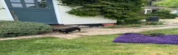 Miniature Dachshund dogs for sale: Miniature dachshund puppies  in Winchester - Advert 2