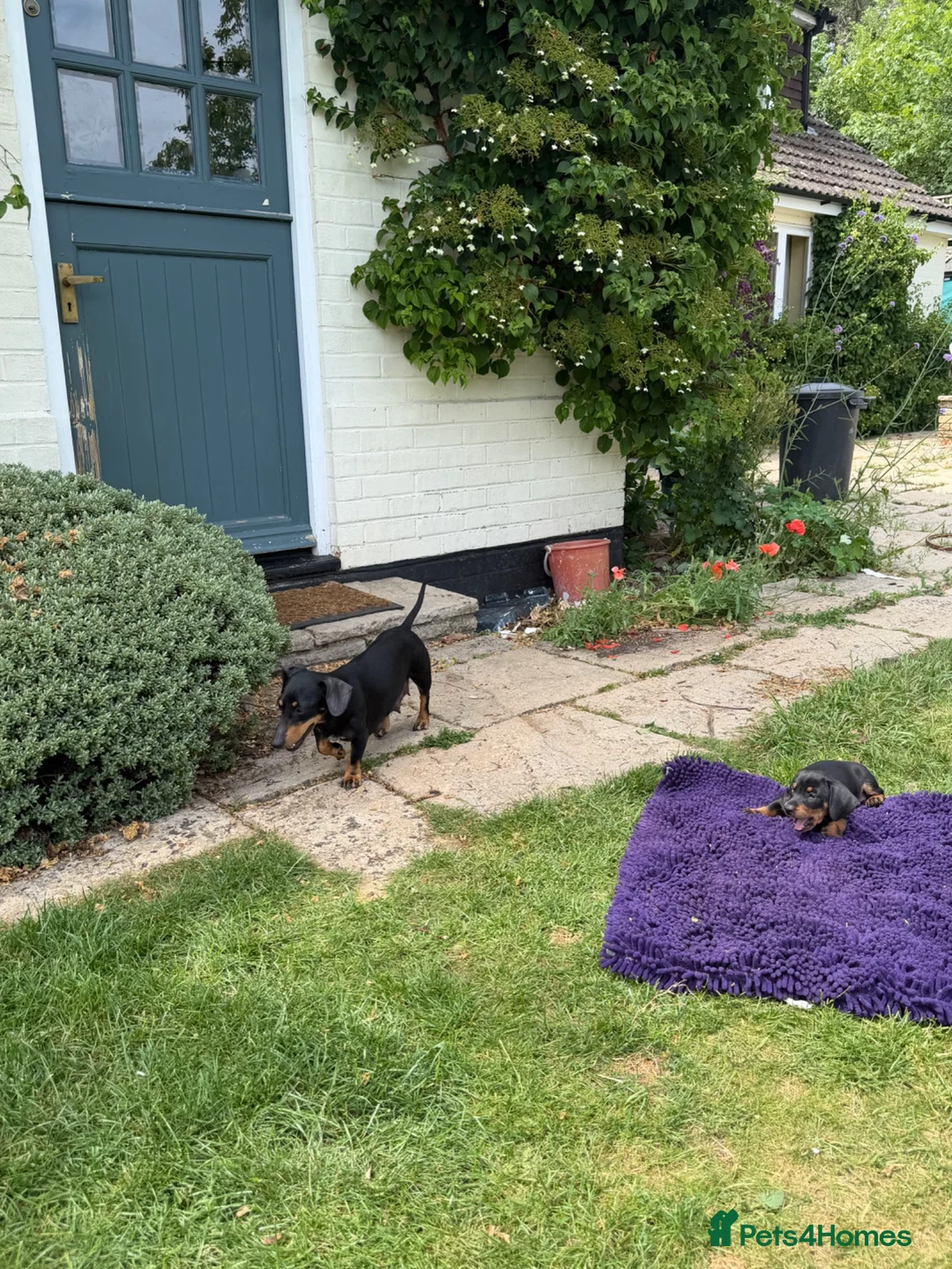 Miniature Dachshund dogs for sale: Miniature dachshund puppies  in Winchester - Advert 2