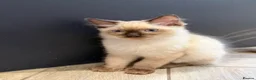 Ragdoll cats for sale: Beautiful Pedigree Ragdoll Kittens Ready now GCCF - Advert 6
