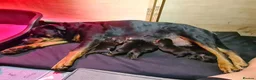 Rottweiler dogs for sale: German rottweiler puppies  in Birmingham - Advert 8