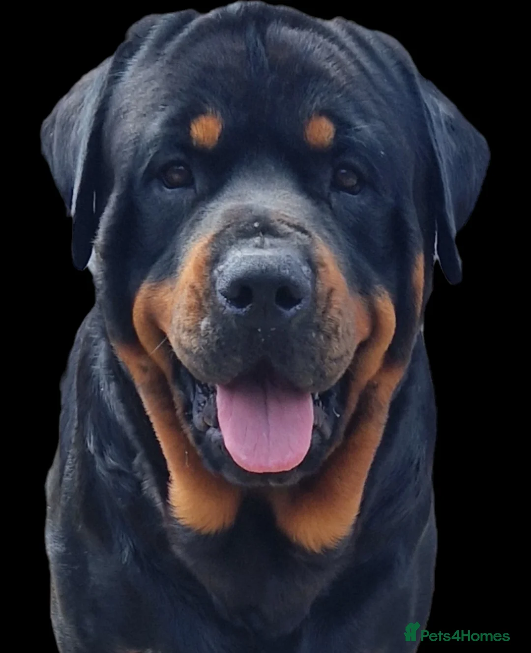 Rottweiler dogs for stud: Stunning Rottweiler for Stud - Advert 3
