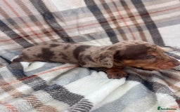 Miniature Dachshund dogs for sale: 5⭐️BREEDERS🏆KCREG🌸6GIRL💙1BOY🩺HEALTH TESTED🧬 - Image 11
