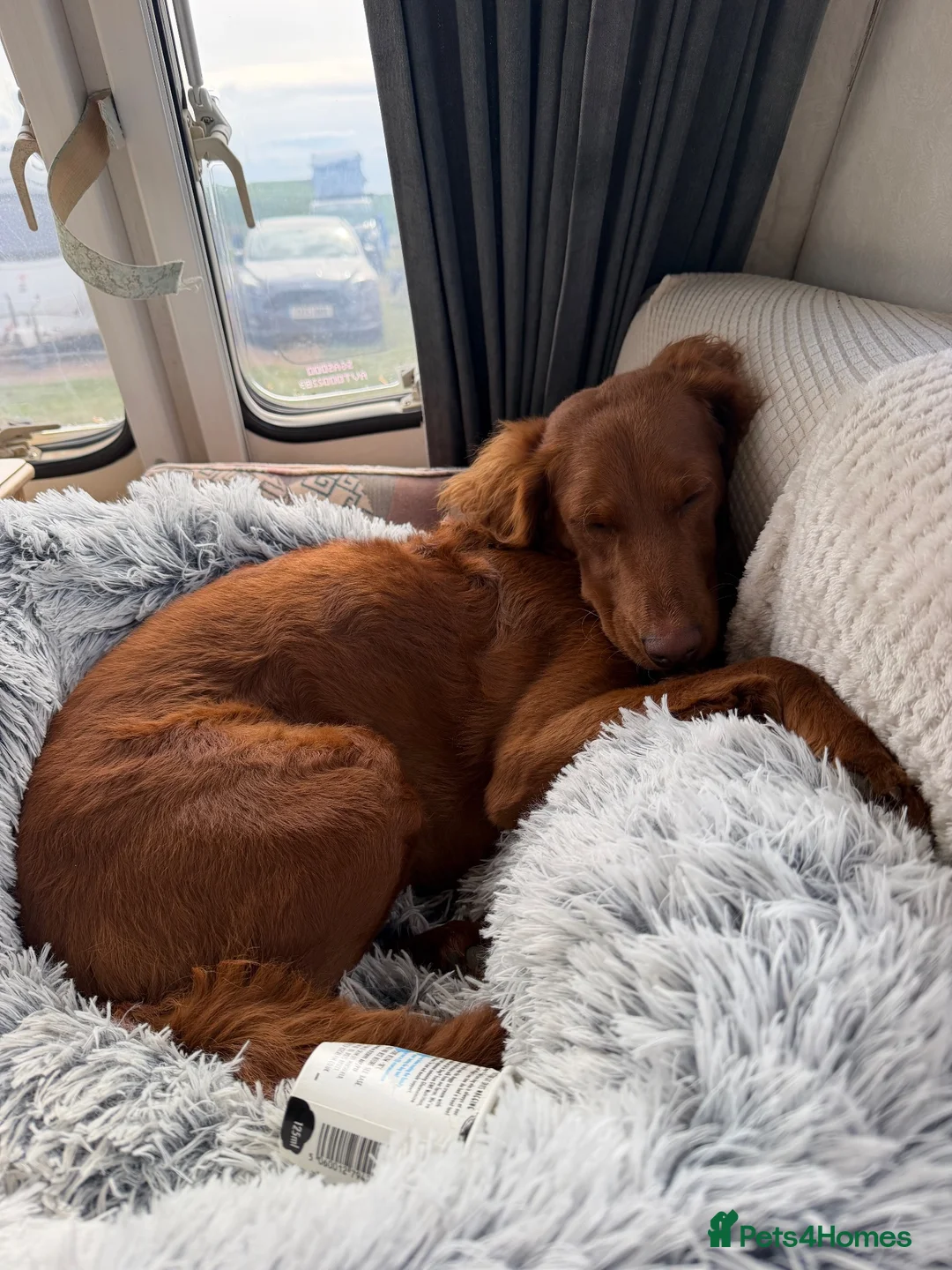 Cavapoo dogs for sale: Cavapoo female dog  - Advert 2