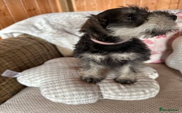 Miniature Schnauzer dogs for sale: Ready Now! miniature schnauzer puppies  - Image 9