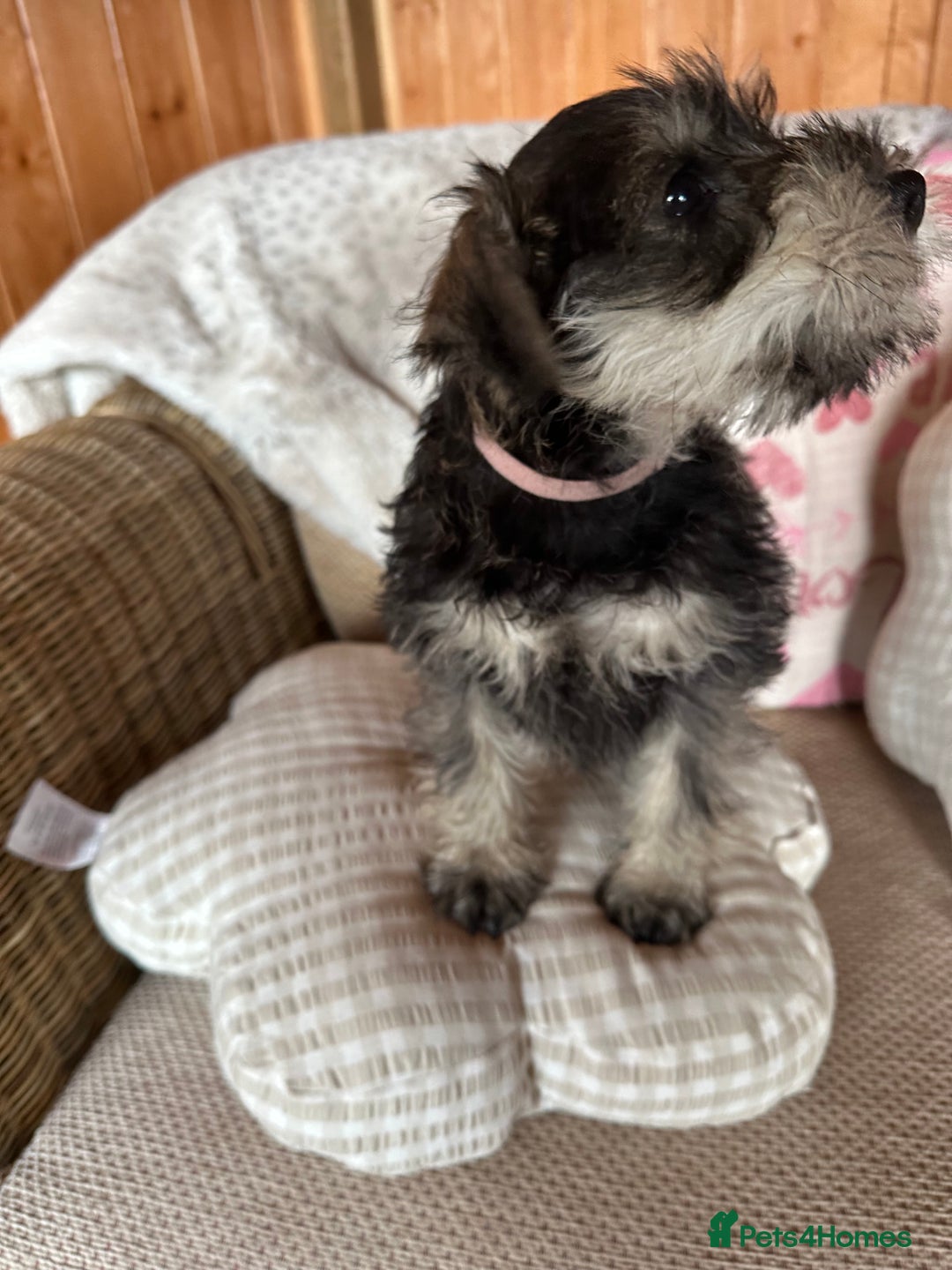 Miniature Schnauzer dogs for sale: Ready Now! miniature schnauzer puppies  - Image 9