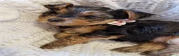 Yorkshire Terrier dogs for sale: Yorkshire Puppies for Sale - Advert 16