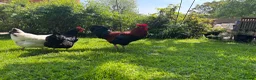 Chickens poultry for sale: Copper - Welsummer X in Malvern - Advert 2