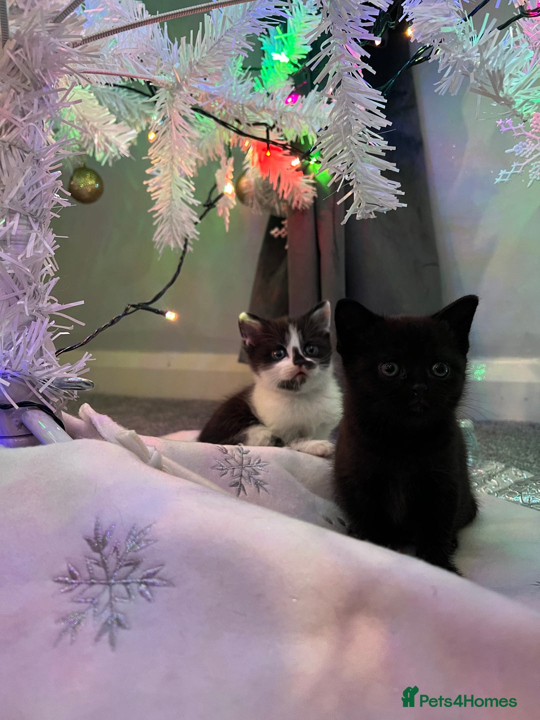 British Shorthair cats for sale: Beautiful British Shorthair Kittens  - Advert 8