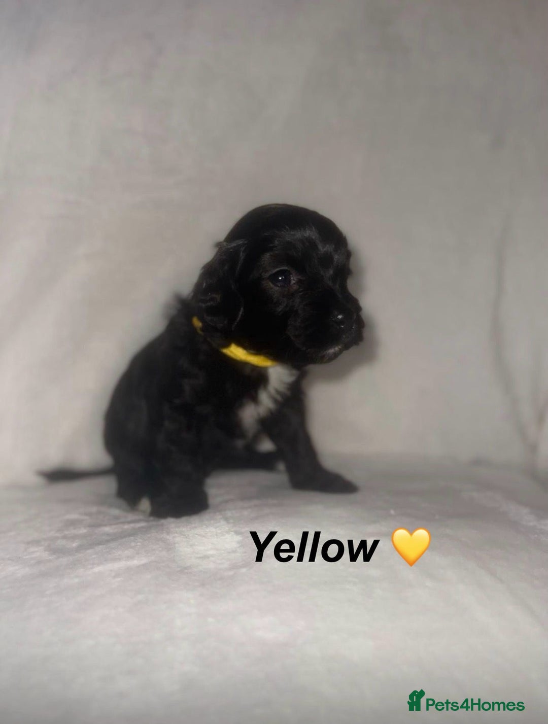 Cockapoo dogs for sale: Cockapoo Puppies Looking For Their Forever Homes💕 - Advert 8