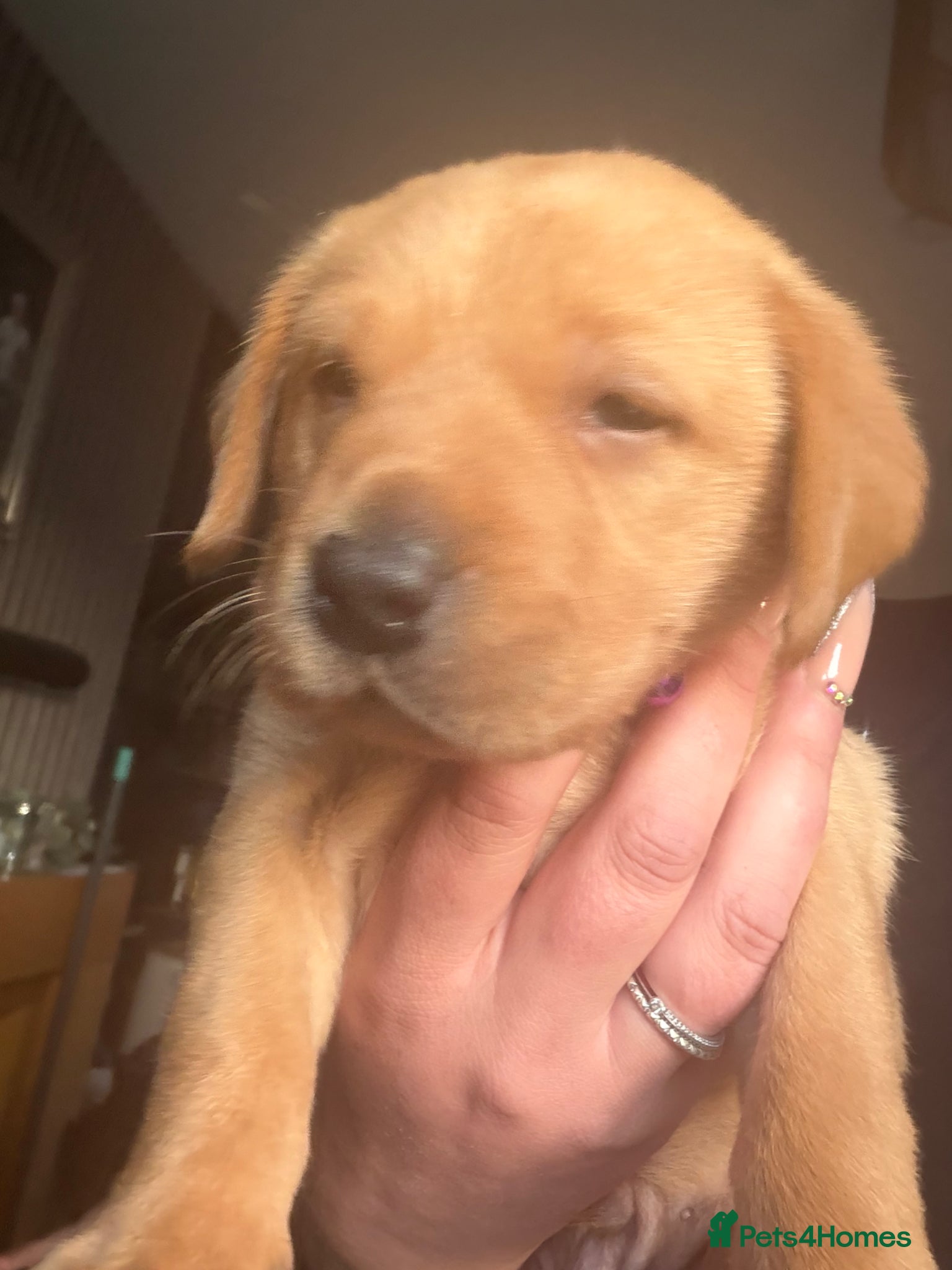 Labrador Retriever dogs Labrador retriever puppies - Advert 1