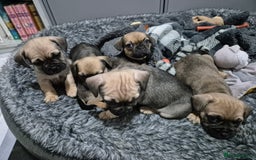 Mixed Breed dogs for sale: Frenchbulldog  cross puppies  - Advert 1