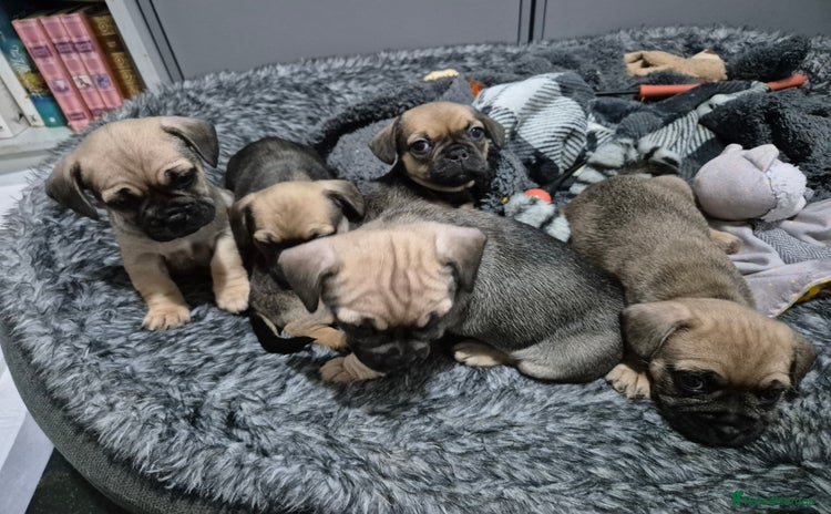Mixed Breed dogs Frenchbulldog  cross puppies  - Advert 1