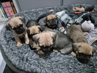 Mixed Breed dogs for sale: Frenchbulldog cross puppies - Advert 1