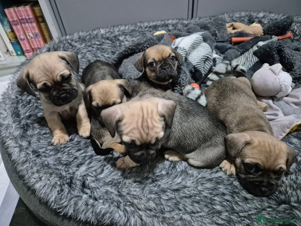 Mixed Breed dogs Frenchbulldog cross puppies - Advert 1