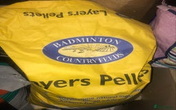 Quail poultry for sale: JAPANESE & JUMBO QUAILS ! - Image 7