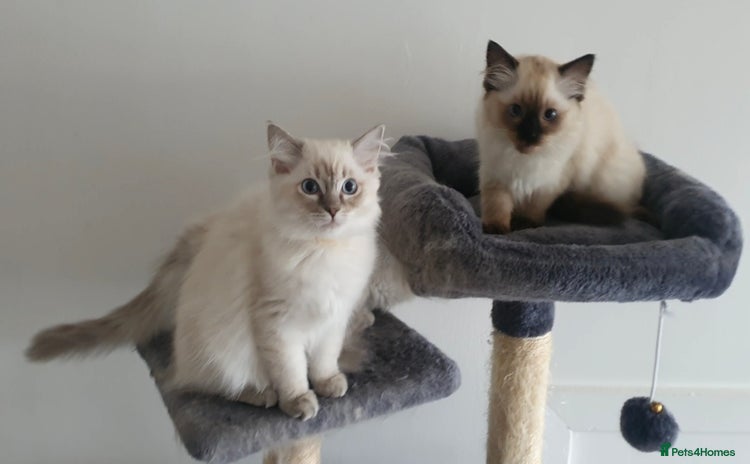 Ragdoll cats - Advert 3