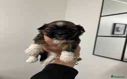 Lhasa Apso dogs for sale: Lhasa apso puppies  - Image 12