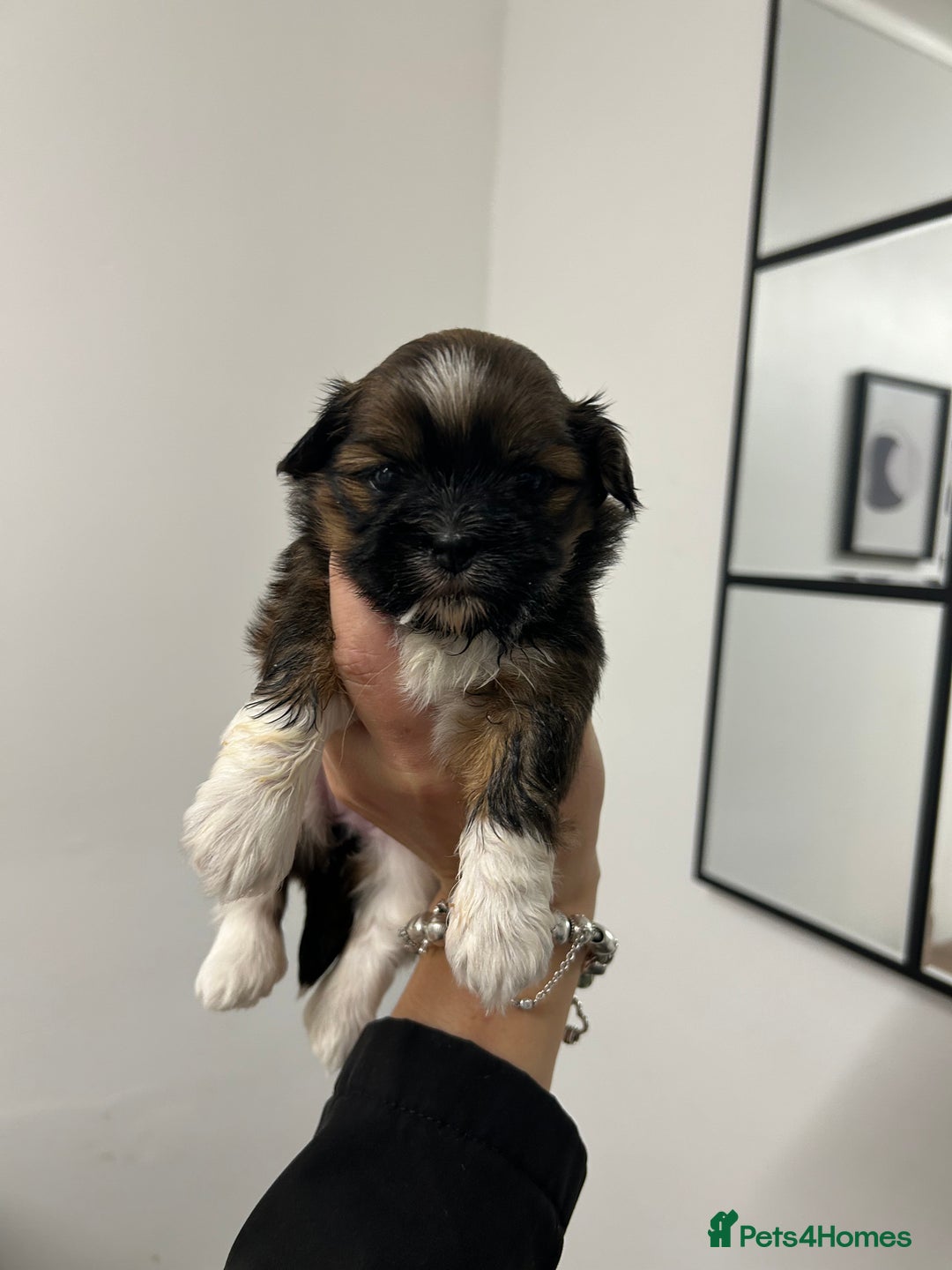 Lhasa Apso dogs for sale: Lhasa apso puppies  - Image 12